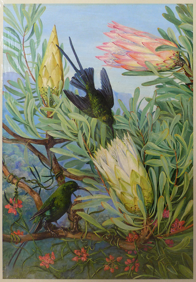 Kunst Puzzle Marianne North Kolibis